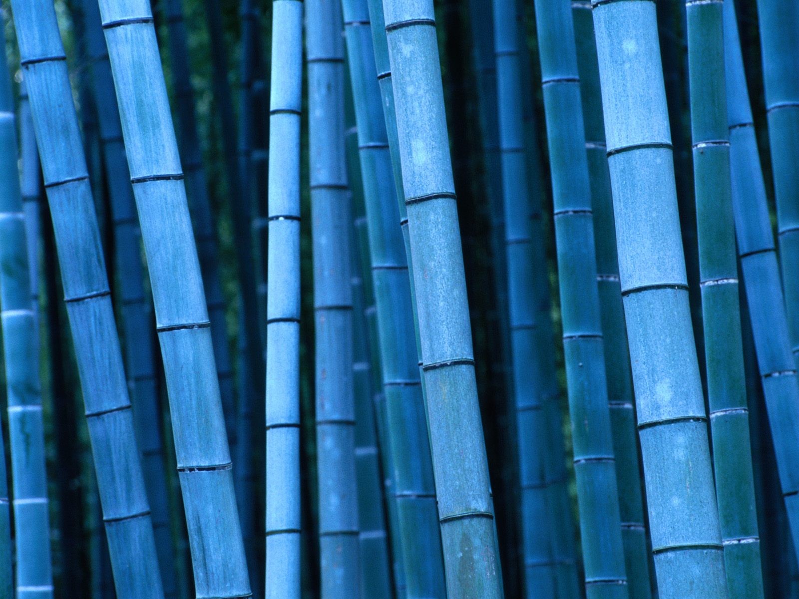 bamboo-blue-presentation-template-for-keynote-free-iwork-templates